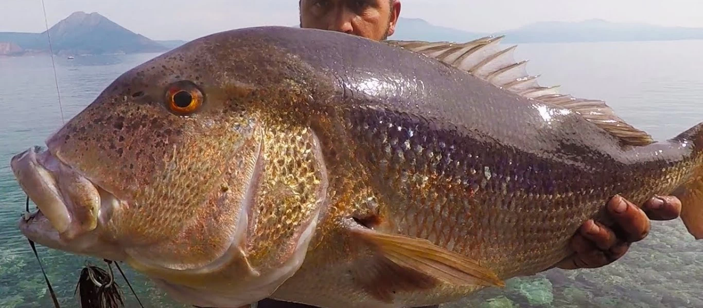 Αιγαίο: Ψαράδες αλίευσαν τη μεγαλύτερη συναγρίδα (βίντεο)